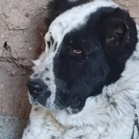 سگ قهدریجانی|سگ|مبارکه, |دیوار