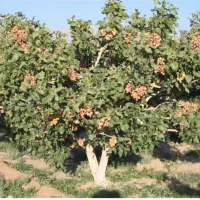 زمین