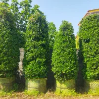 یاس هلندی غول پیکر|گل و گیاه طبیعی|کلاچای, |دیوار