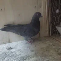 کبوتر ذاغ|پرنده|هشتگرد, شهرک وحدت|دیوار