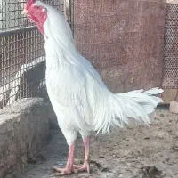 خروس لاری سفید