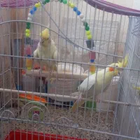 عروس هلندی ماده|پرنده|اهواز, کیانشهر|دیوار