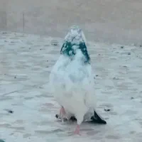 تعدادی کبوتر تهرانی وپلاکی|پرنده|خمینی‌شهر, |دیوار