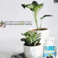 قرص کودمخصوص گل‌های پژمرده و زرد آپارتمانی|گل و گیاه طبیعی|هشتگرد, فشند|دیوار