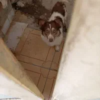 سگ  پا کوتاه