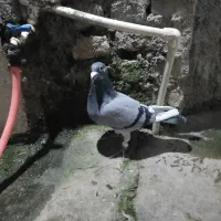 کبوتر|پرنده|گرگان, |دیوار