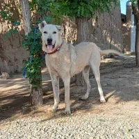 سگ پژدر عراقی سرابی خراسانی سراب