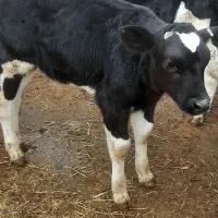 گوساله شیر خور|حیوانات مزرعه|بشاریات, |دیوار