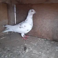 کبوتر ماده دورگ|پرنده|نکا, |دیوار