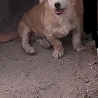 سگ پا کوتاه