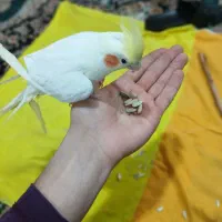 عروس هلندی|پرنده|بجنورد, |دیوار