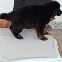 ژرمن|سگ|اهواز, کیانپارس |دیوار