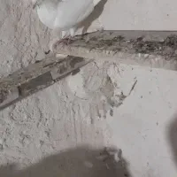 نروماده پرشی|پرنده|نیر (اردبیل), |دیوار