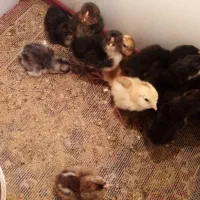 فرش مرغ گلین، جوجه گلین و خروس گلین. مامونیه|حیوانات مزرعه|زرندیه, |دیوار