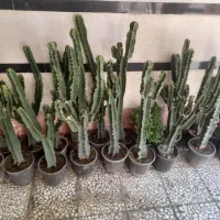 فروش افوربیا اینجنس از۴شاخه تا ۱۰شاخه ۱مترب بالا|گل و گیاه طبیعی|تهران, ترمینال غرب|دیوار