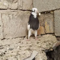 دسته کبوتر|پرنده|شیراز, شهرک مهدی‌آباد|دیوار