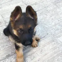 توله ماده و نر ژرمن شپرد|سگ|محمدشهر, محمدشهر|دیوار