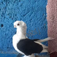 کبوتر جکسون بخارا لانگ شامپیون ولگا چتری امریکایی