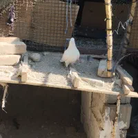 کبوتر پرنده