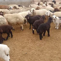 میش وبره|حیوانات مزرعه|اندیمشک, |دیوار