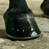 نعلبندی|اسب و تجهیزات اسب‌سواری|اراک, |دیوار