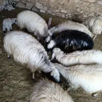 گوسفند|حیوانات مزرعه|لیکک, |دیوار