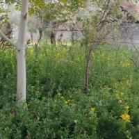 شمشاد ابلغ پرریشه|گل و گیاه طبیعی|سنگر, |دیوار