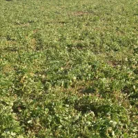 بز پاکستانی اصیل