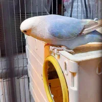 طوطی برزیلی مولد نر و ماده