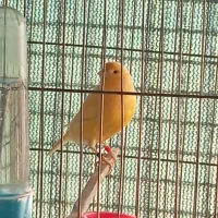 قناری نر|پرنده|پاکدشت, شهرک امام رضا|دیوار