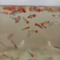 ماهی گوپی و دمشمیری و آکواریوم و لوازمش|ماهی|نجف‌آباد, امیرآباد|دیوار