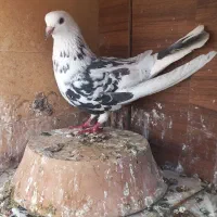 کفتر پرشی|پرنده|قم, انسجام|دیوار