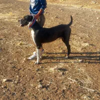 یک عددسگ آلابای یکساله معاوضه باسگ قدری جون|سگ|ایوان, |دیوار