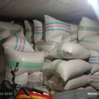 شالی دم سیاه درجه یک|عمده‌فروشی|گنبد کاووس, |دیوار