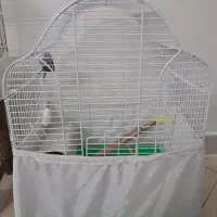 پرنده  مرغ عشق