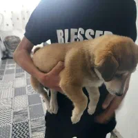 سگ پا کوتاه ماده|سگ|مشهد, سیس‌آباد|دیوار