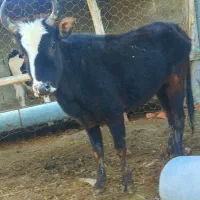 تلیسه گاو قربانی نزاییده شش دندان گوساله نزاییده