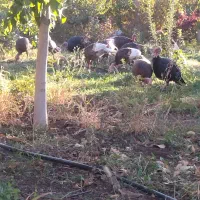 بوقلمون کاملا محلی ( خومالی)