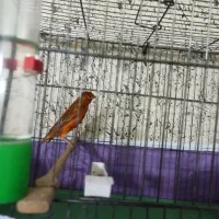 قناری سوخته ترکی|پرنده|شاهینشهر, طالقانی|دیوار