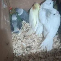 جوجه عروس هلندی و کوتوله سرلاکی|پرنده|بم, |دیوار