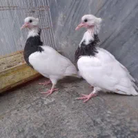 کبوتر طوقی جوجه فروشی|پرنده|بابل, |دیوار