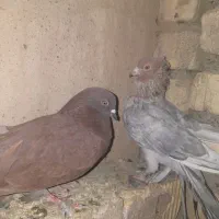 کبوتر پرشی ، کاشونی