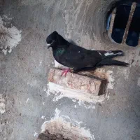 سینه سیاه نر مست مست