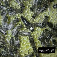 فروش کندو و ملکه زنبور عسل|حیوانات مزرعه|تهران, افسریه شمالی|دیوار