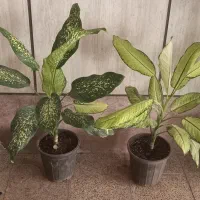 چند مدل دیفن زیبا