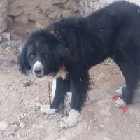 سگ گله ای|سگ|خوانسار, |دیوار