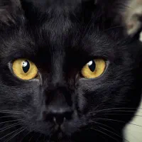 آگهی فروش گربه بمبئی نر