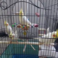 عروس هلندی