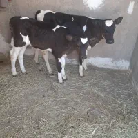 گوساله نر