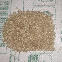 تخم کتان